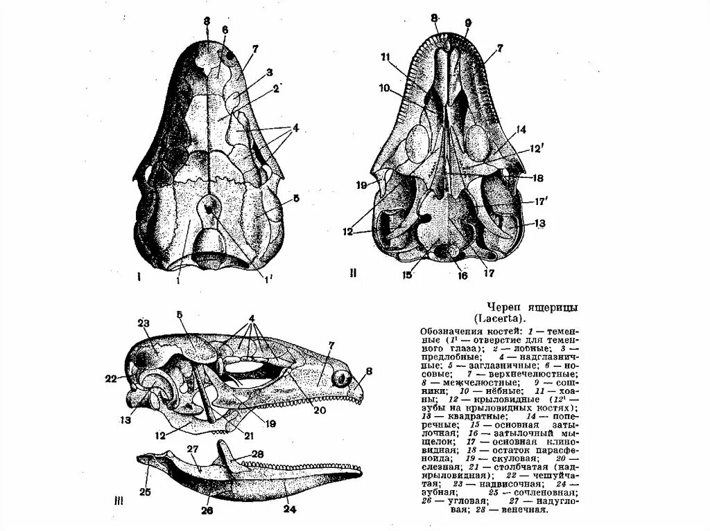 Соединение костей черепа млекопитающих. Строение черепа кролика анатомия. Череп зайца строение. Череп зайца строение кости. Череп варана анатомия.