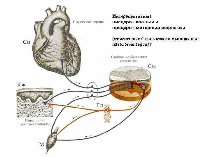 Теория моторно-висцеральных рефлексов схема. Интероцептивный анализатор схема. Спинальный висцеральный рефлекс схема. Висцеро висцеральный рефлекс схема.