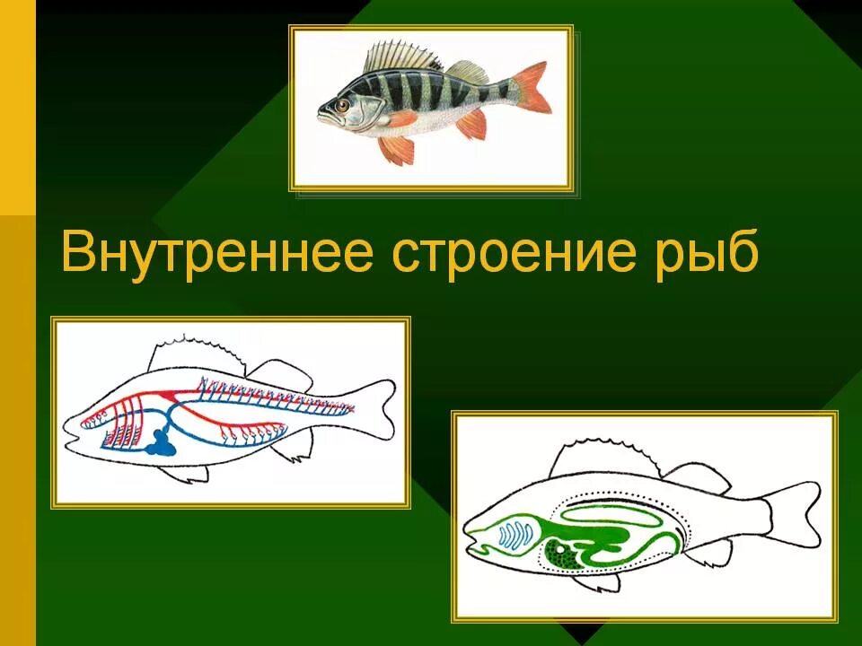 Строение рыбы. Внутреннее строение рыбы. Рыбы (биология). Строение внутренних органов рыбы. Жизнедеятельность рыб 7 класс