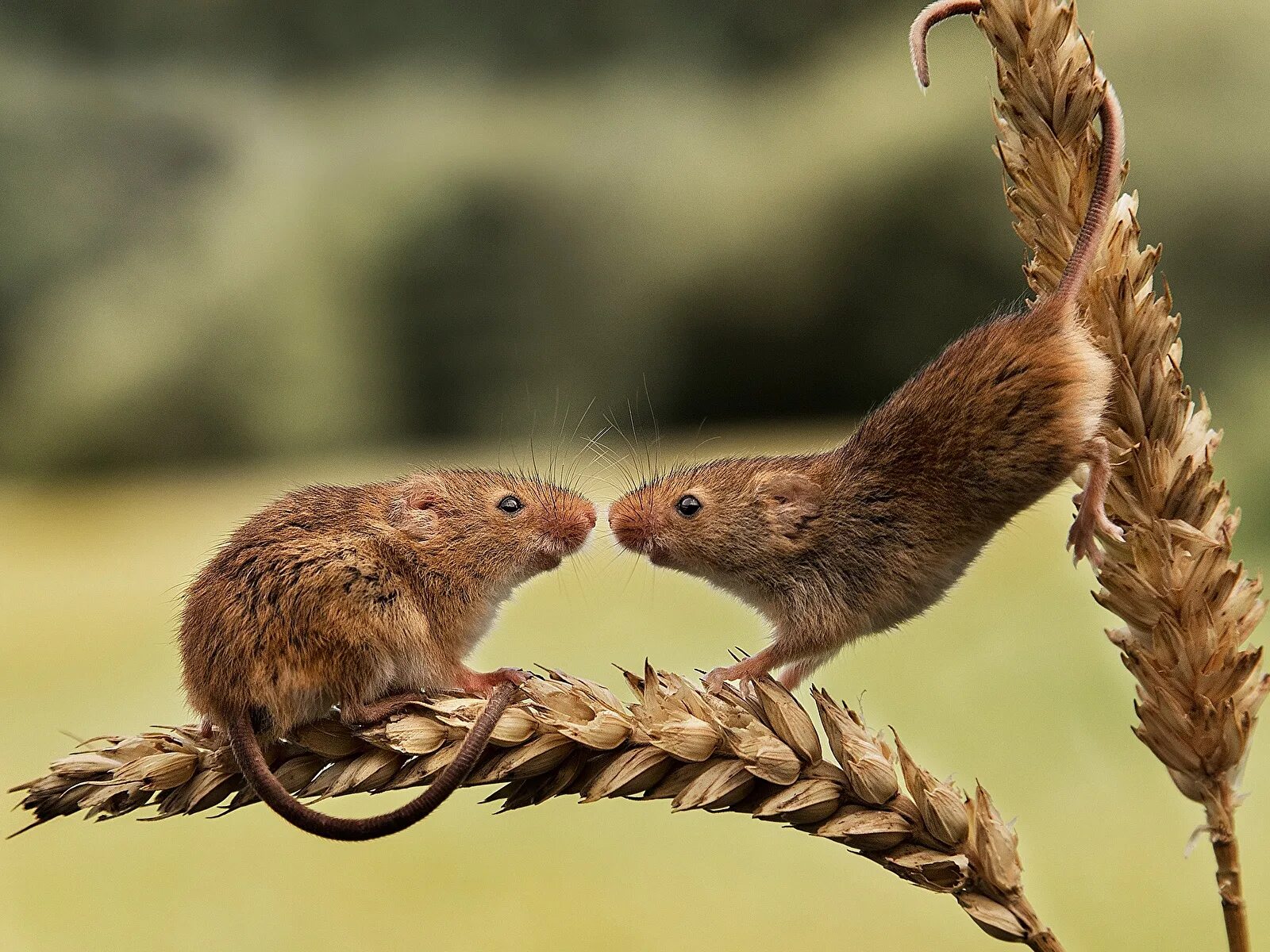 Two mouse