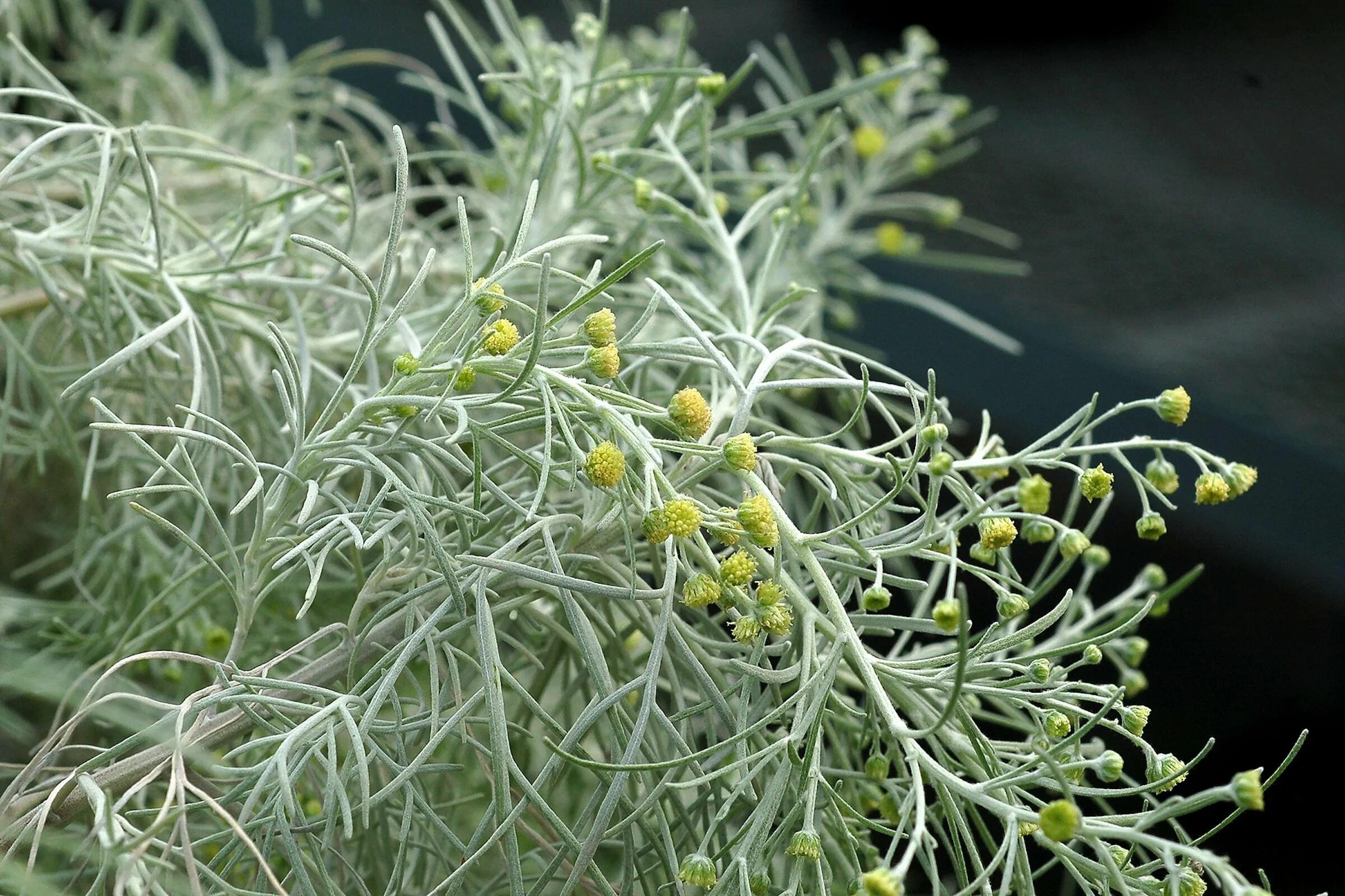Полынь зачем. Полынь горькая (artemisia absinthium). полынь artemisia makana silver. чернобыльник трава. полынь makana silver.