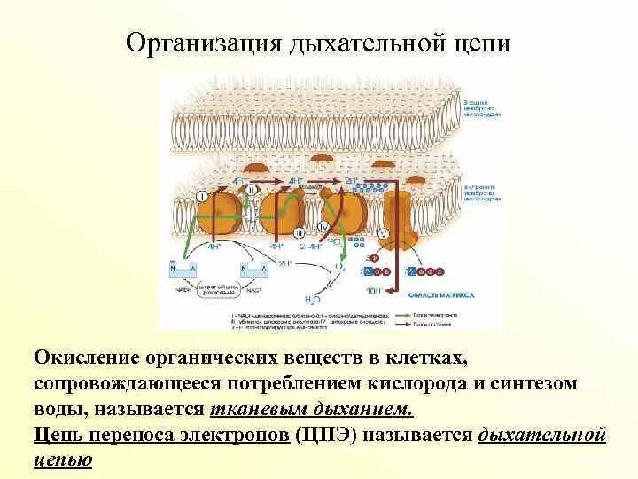 Окисление органических веществ в клетках. Организация дыхательной цепи. Схема окисления органических веществ. Этапы окисления органических веществ в клетках.