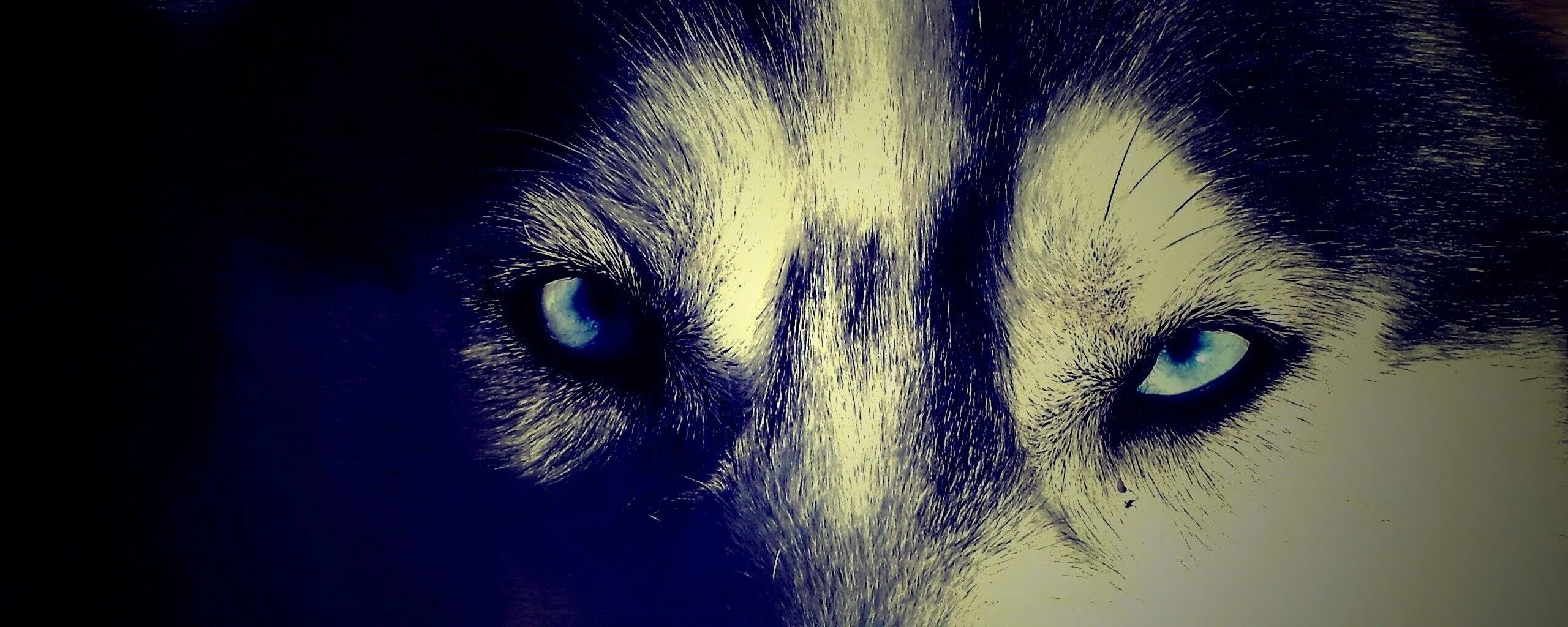 Глаза волка ночью. Глаза волка в темноте. Глаз волка. Волчьи глаза у человека. Взгляд волка у человека.