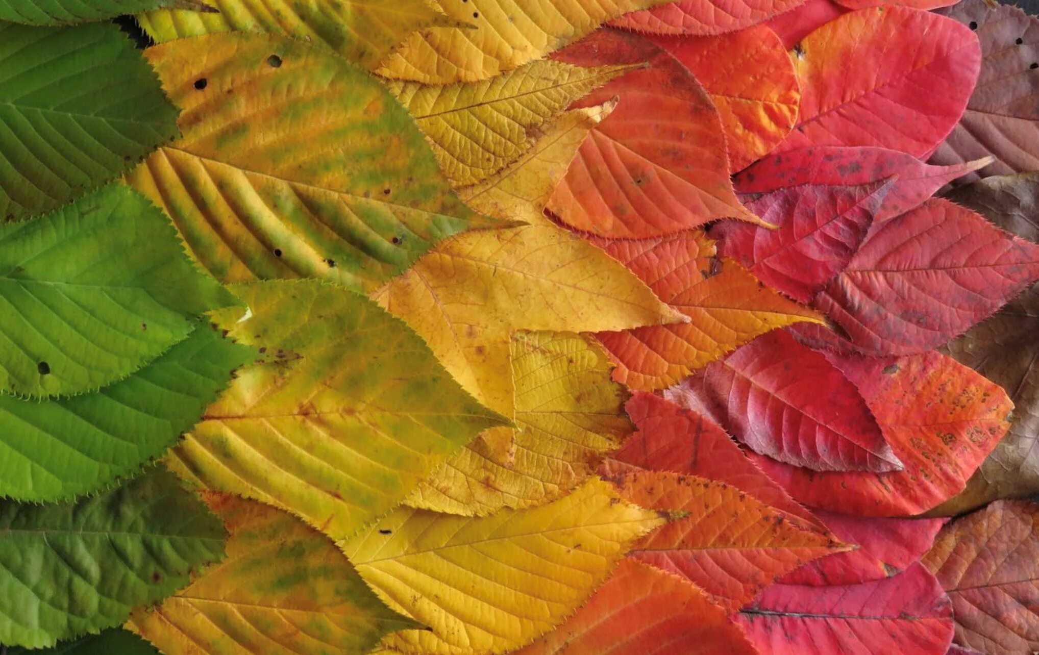 Leaves for school. Осенние листья. Разноцветные листья. Цветной лист. Розоцветные листья.