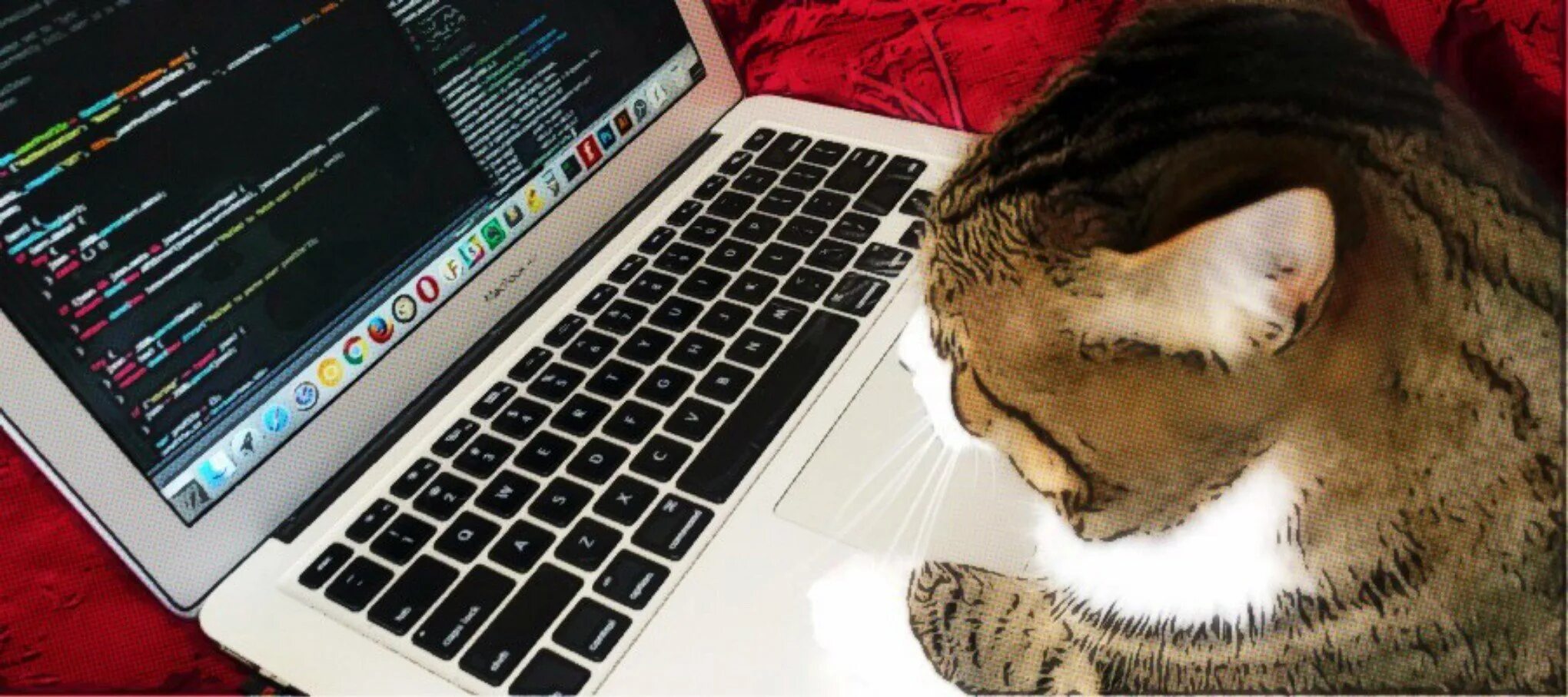 Кошка программист. Кот айтишник. Программирование котик.