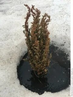 Засыхает кипарис