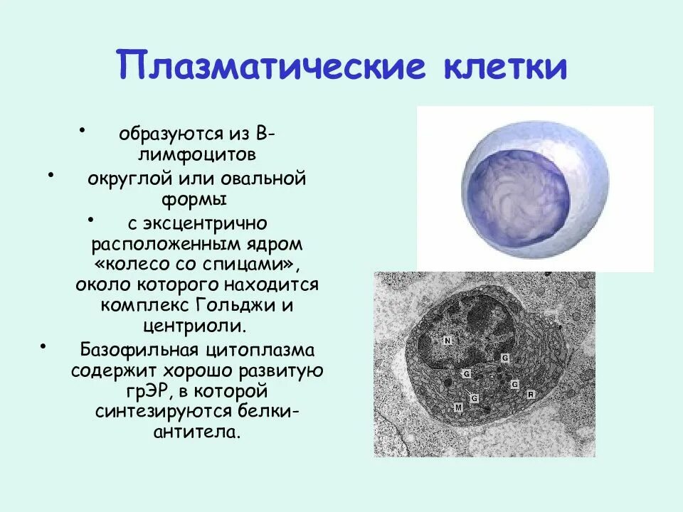 1 плазматическая клетка. Клетки соединительной ткани образуются из плазмоцитов. Строение плазмоциты соединительной ткани. Плазмоцит строение гистология. Плазматические клетки гистология функции.