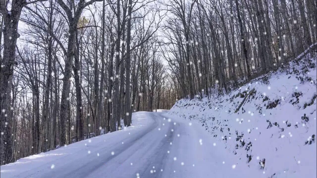 Заснеженная дорога в лесу. Падающий снег в лесу. Тропинка в зимнем лесу. Метель в лесу.