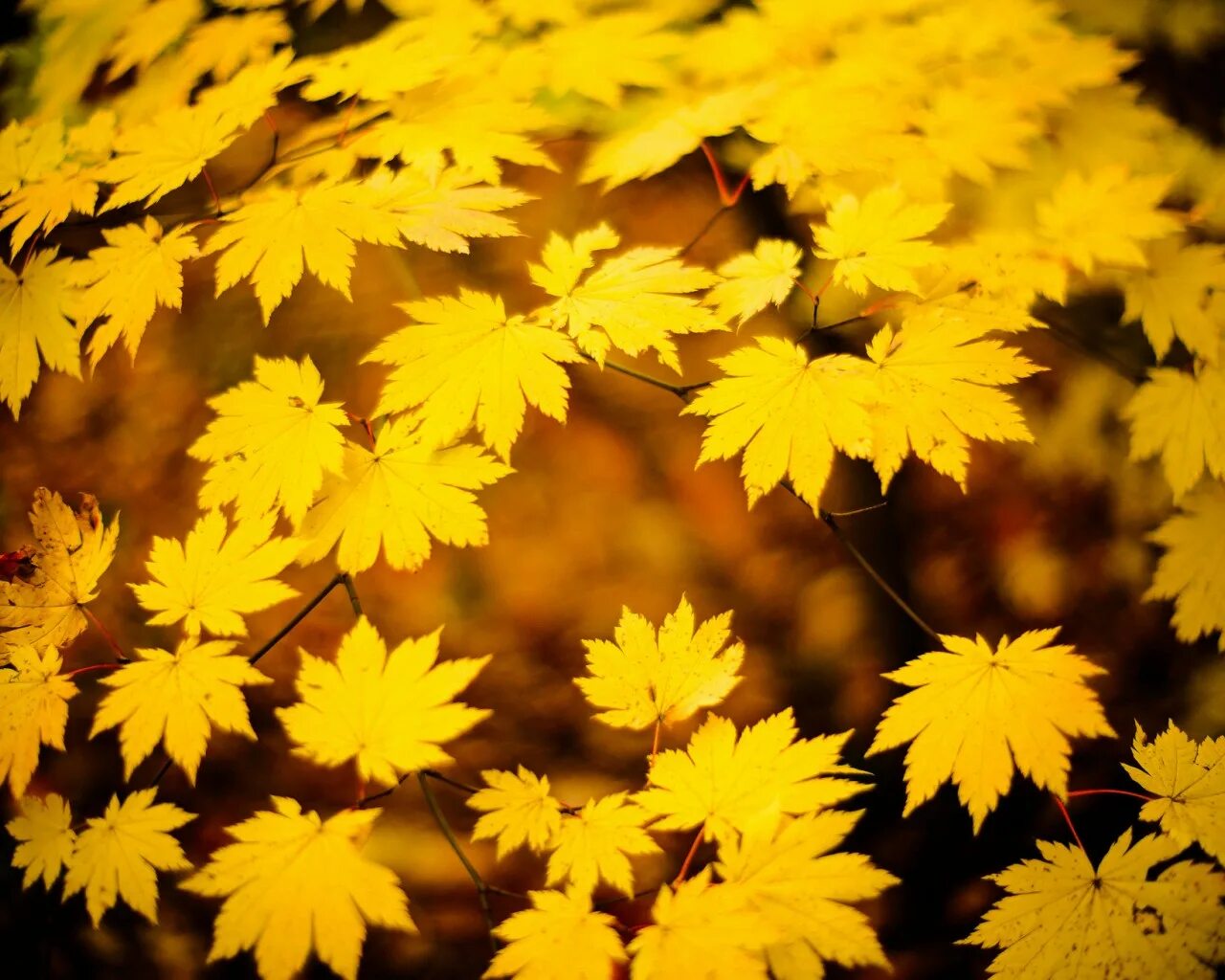 Желтый лист клена. Yellow leaves. Золотистый лист. Желтые листья. Осенний листок липы.