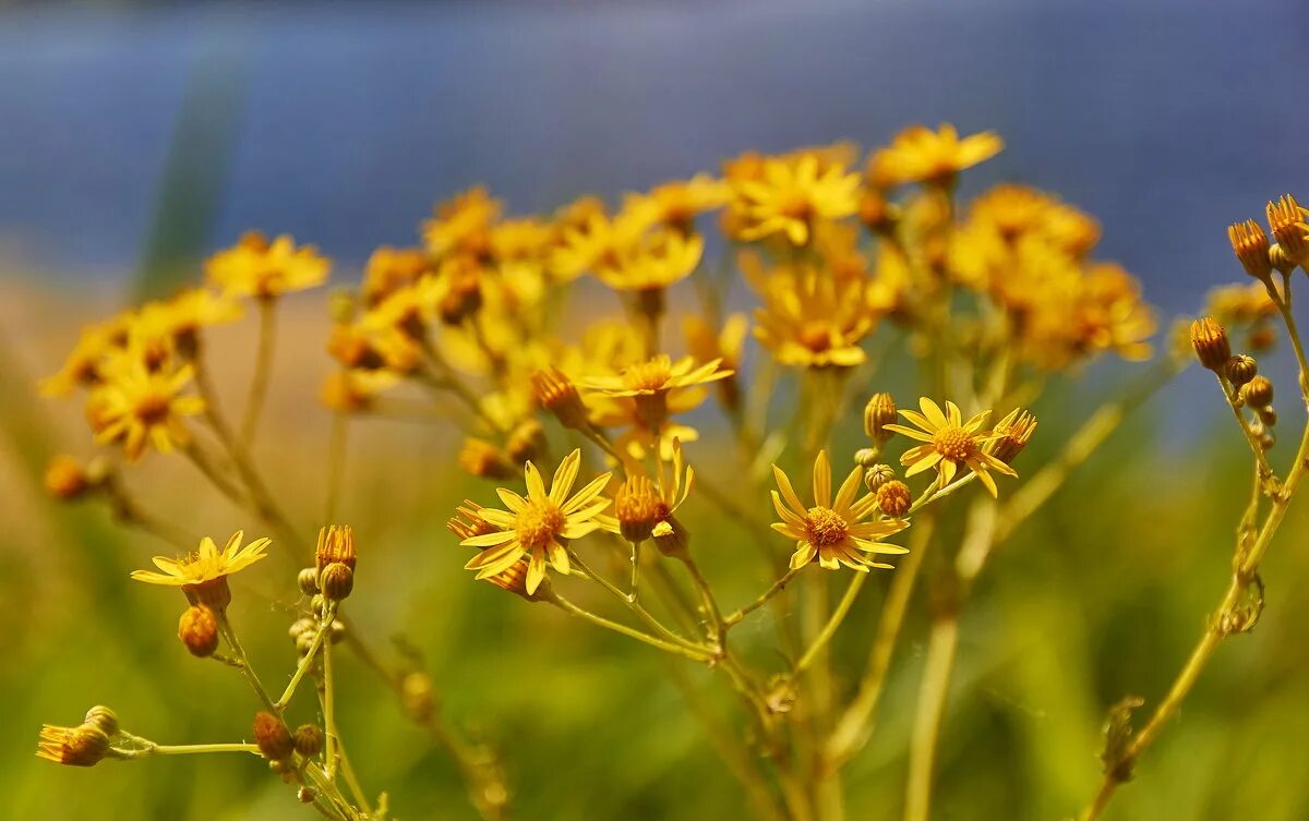 Крестовник обыкновенный (Senecio vulgaris). Крестовик Луговой растение. Гнездовник обыкновенный. Крестовник обыкновенный (Senecio vulgaris l.).