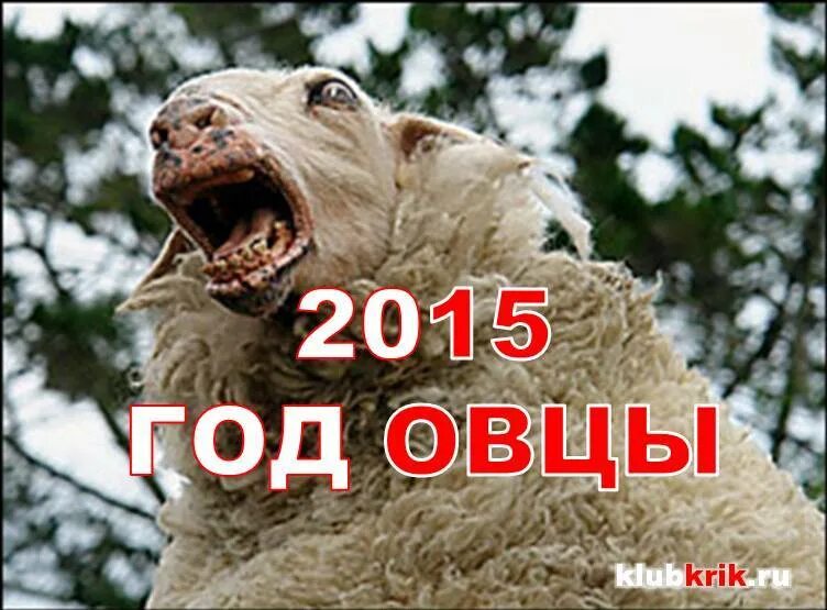 2015 года барана. 2015 Год овцы. Год овцы года. Год козы 2015. Год барана существует.