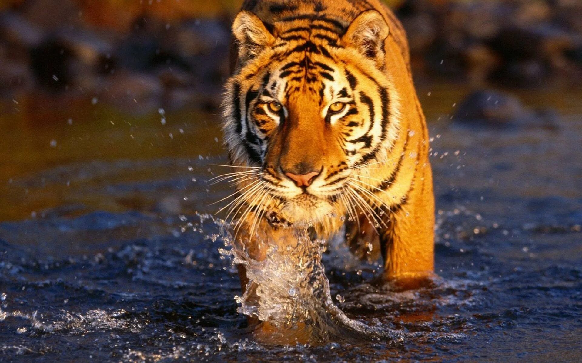 Хорош тайгер. Тигр. Тигр на заставку. Фото тигра. Заставка на рабочий стол тигр.