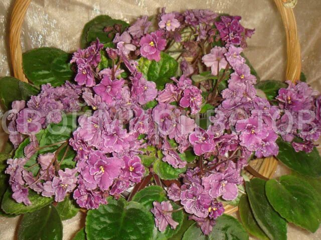 23-Река Амур African violets, Flowers, Rose