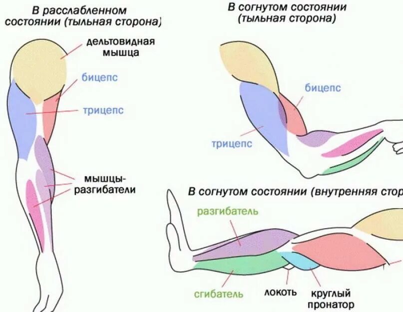 Как называется между рук. Как называются мышцы на руках. мышцы руки схема. мышцы руки человека схема с названиями. мышцы руки анатомия бицепс трицепс.