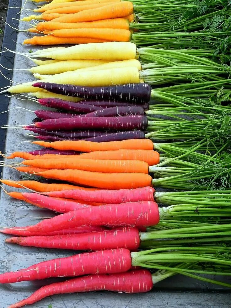 Carrot vegetable. Морковь Rainbow f1. Разноцветная морковь. Цветные овощи. Разнообразие овощей.