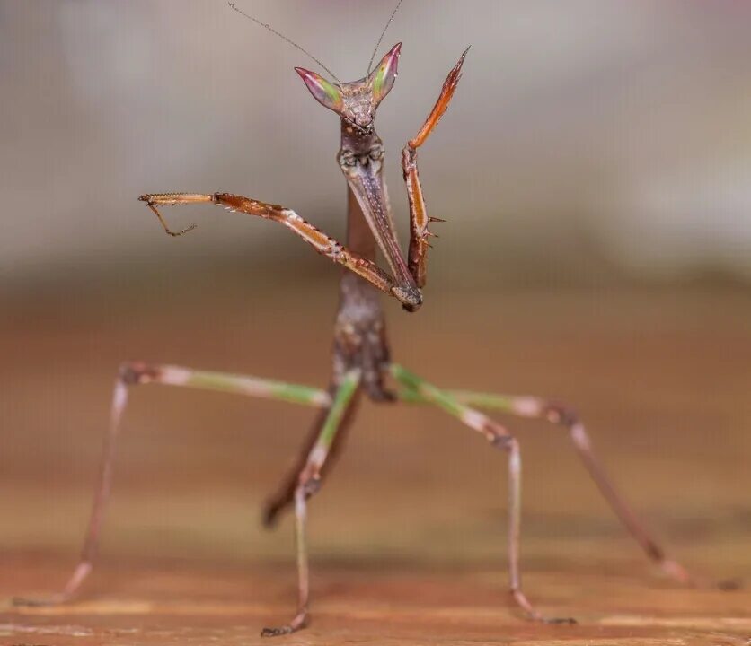 Сколько живут богомолов. Ischnomantis Gigas богомол. Богомол эмпуза Пенната. Гетерохета богомол. Heterochaeta orientalis.