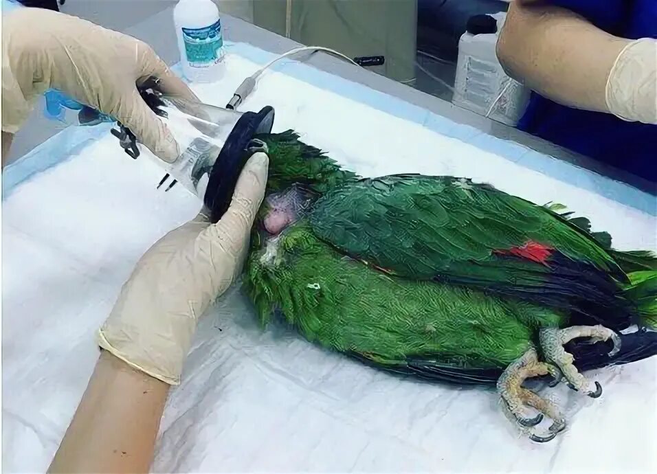 Обезболивающие попугаю