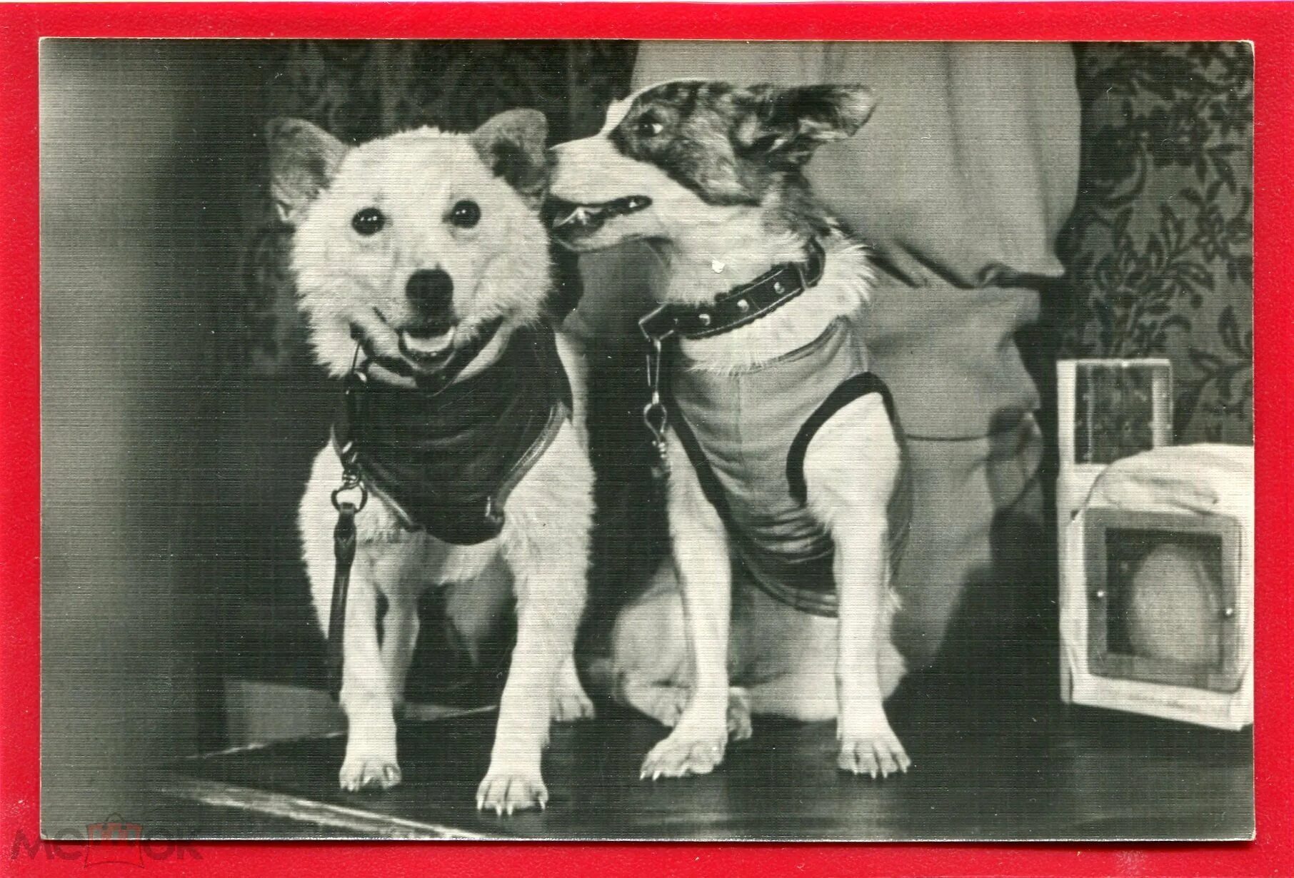 Белка и стрелка космонавты. Белка и стрелка 1960. Полет собак в космос белка и стрелка. Белка и стрелка полёт в космос 1958.