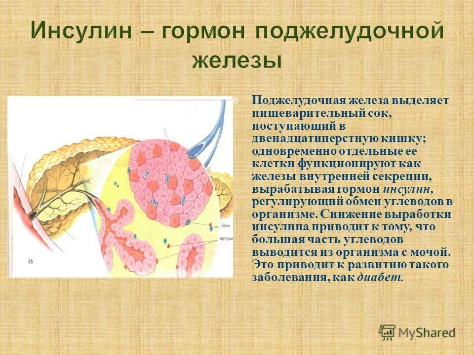 функции кишечного сока. кишечный сок выделяется железами. кишечный сок. железы слизистой желудка вырабатывают пищеварительные ферменты. пищеварительный сок желудка.