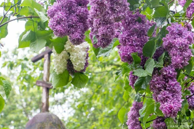 запах сирени. плыл над городом сирени. плыл по городу запах сирени текст. плыл над городом сирени. поыо по городу запах сирени.