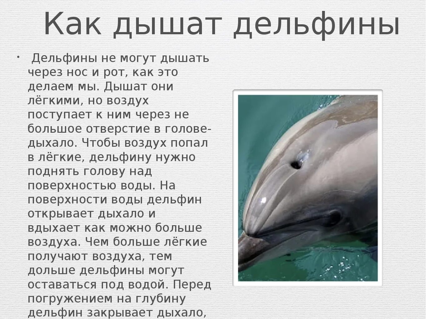 У дельфинов есть легкие. Дыхало кита. У дельфинов есть легкие. Какой характер у дельфина. Как дышат дельфины.
