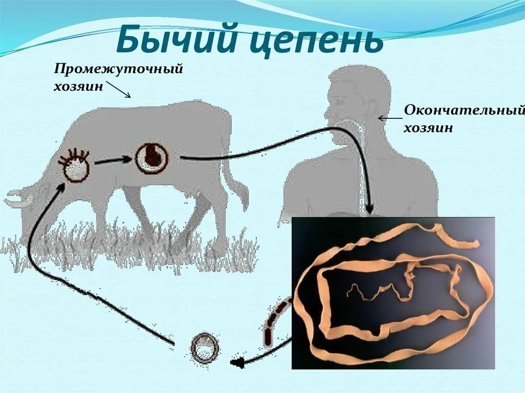 Промежуточный и основной хозяин человек. Ленточные черви свиной цепень. Бычий цепень взрослая особь. Взрослая особь бычьего цепня. Бычий цепень промежуточный хозяин окончательный хозяин.