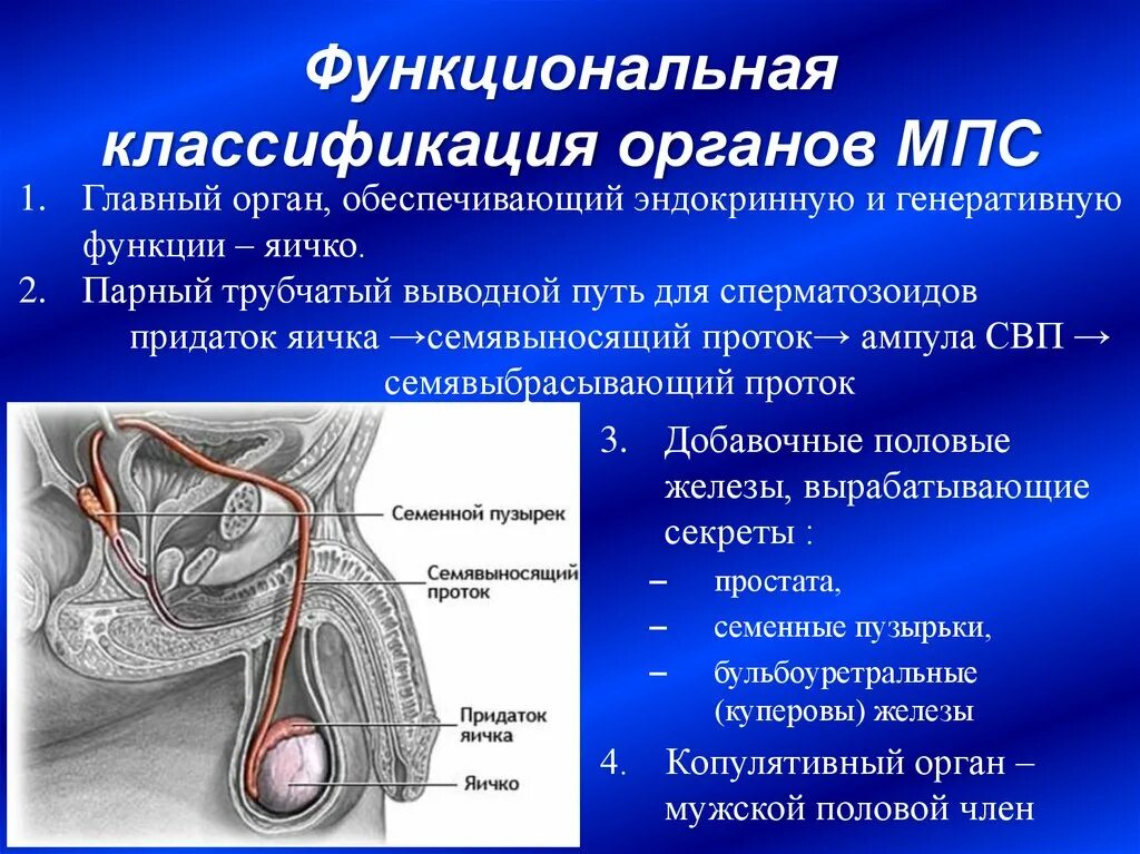 Семенной канатик анатомия. Бульбоуретральные железы анатомия. Строение мужских половых органов. Анатомия половой системы мужчины. Мужской половой орган анатомия.