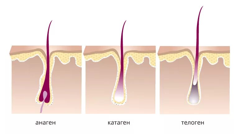 Фазы волос. Анаген - фаза роста, катаген - фаза, телоген -. Фазы волос. Строение и фазы роста натуральных ресниц. Анаген катаген телоген.