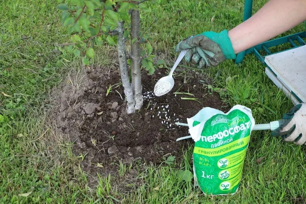 Какие удобрения осенью для деревьев и кустарников. Удобрение для плодовых деревьев. удобрение для деревьев весной. удобрение для яблони. удобрение плодового сада.