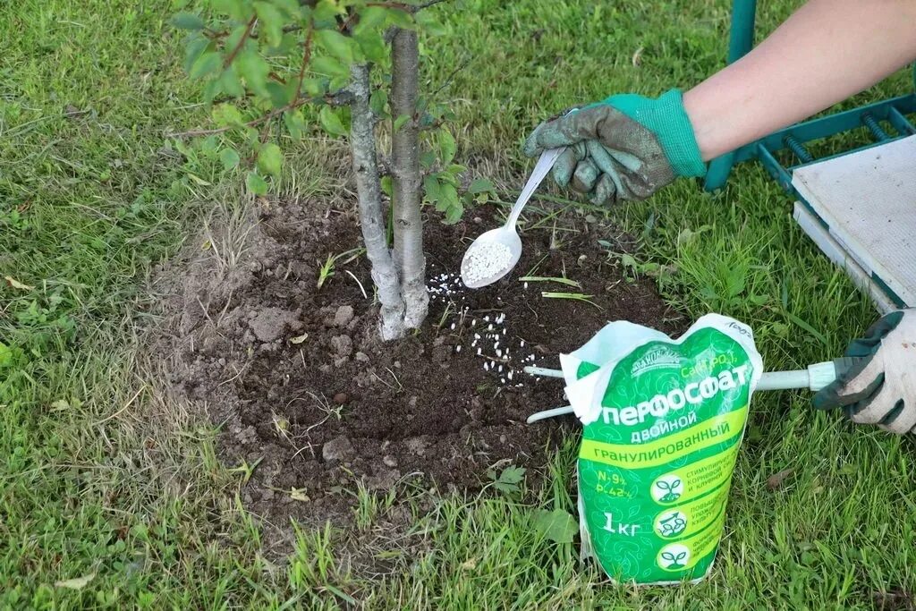 Чем подкормить деревья и кустарники весной. Удобрение суперфосфатом плодовых деревьев осенью. Подкормка яблони. Весенняя подкормка плодовых деревьев. Удобрение плодового сада.