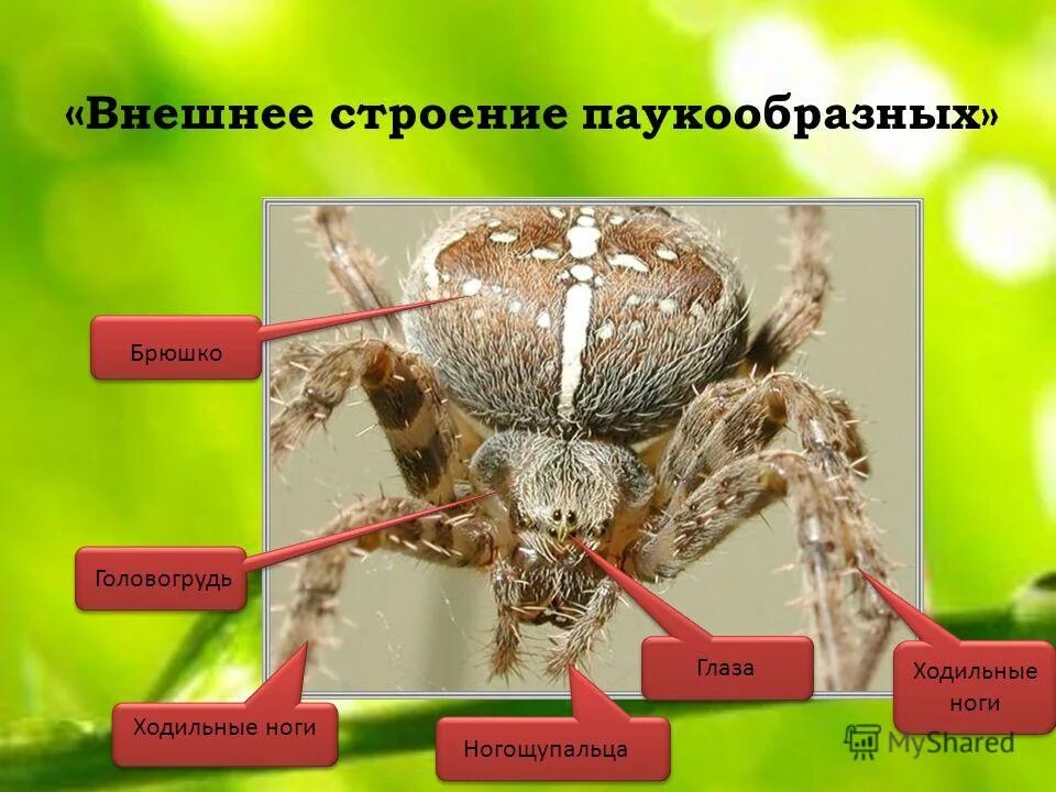 Строение кутикулы паукообразных. Класс паукообразные строение паука. Строение головогруди паукообразных. Внутреннее строение паука. Внекишечное пищеварение у паукообразных.