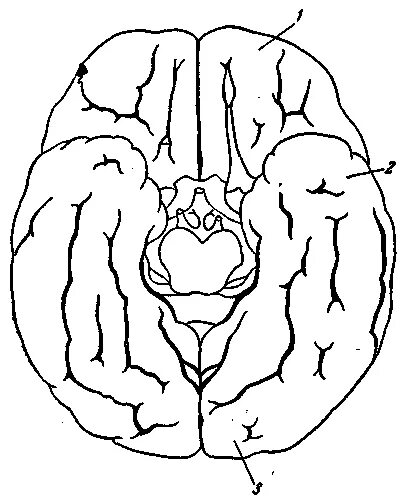 Мозга нижний тагил. Нижняя поверхность полушария головного мозга. Борозды и извилины коры больших полушарий нижняя поверхность. Нижняя поверхность головного мозга извилины. Нижняя поверхность коры больших полушарий.