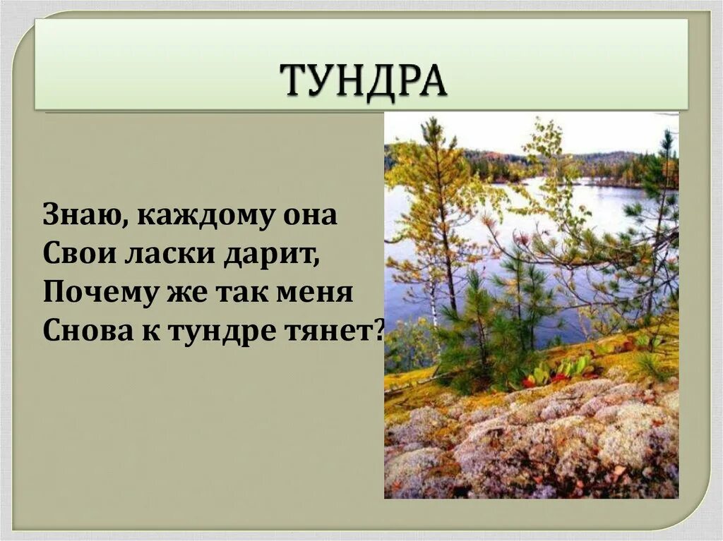 Высказывание о тундре. Стихи о тундре. Стихи про тундру для детей. Стихотворение о тундре для детей. Стихи про тундру короткие.