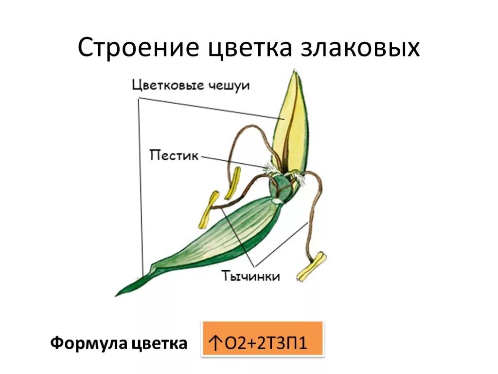 Семейство злаки строение цветка. Строение околоцветника злаковых. Строение цветка злаковых растений. Семейство злаковые строение и формула цветка. Генеративные органы овса