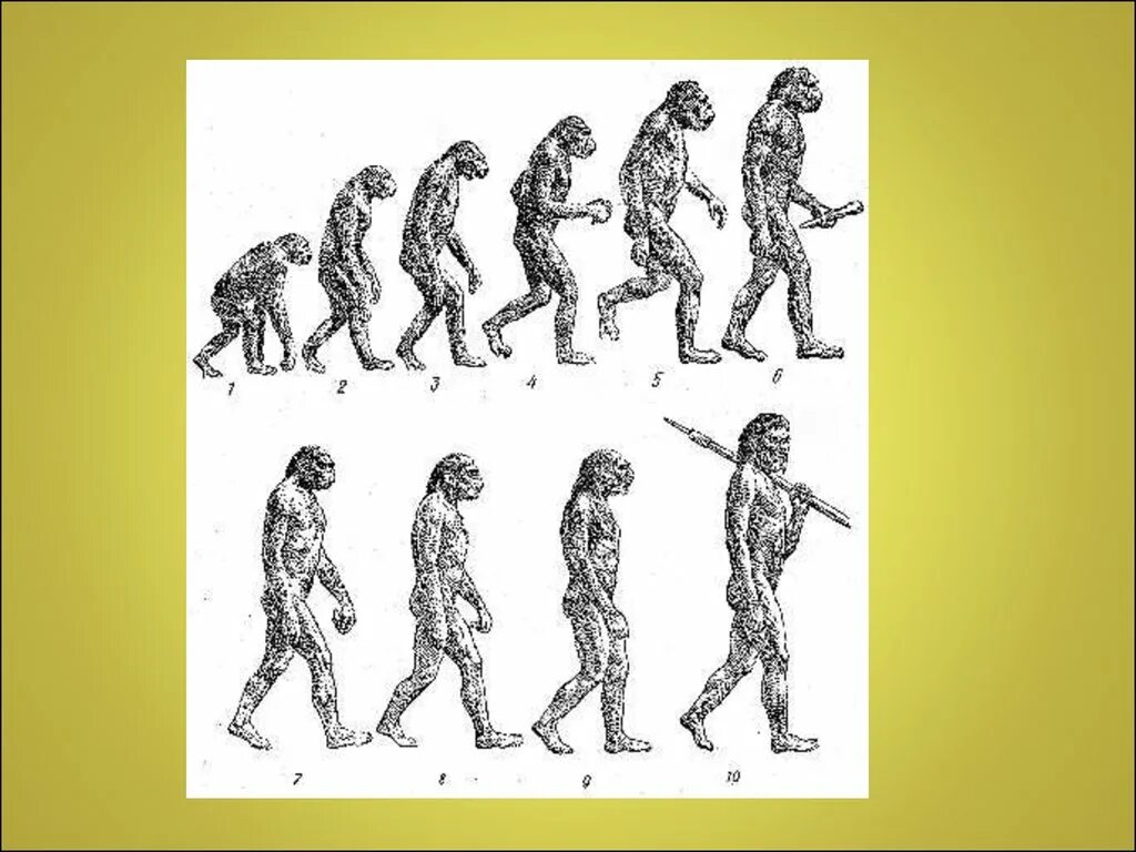 Эволюция человека. Эволюция человека от обезьяны. Биологическая Эволюция человека. Схема эволюции человека. Дриопитеки австралопитеки древнейшие люди древние люди