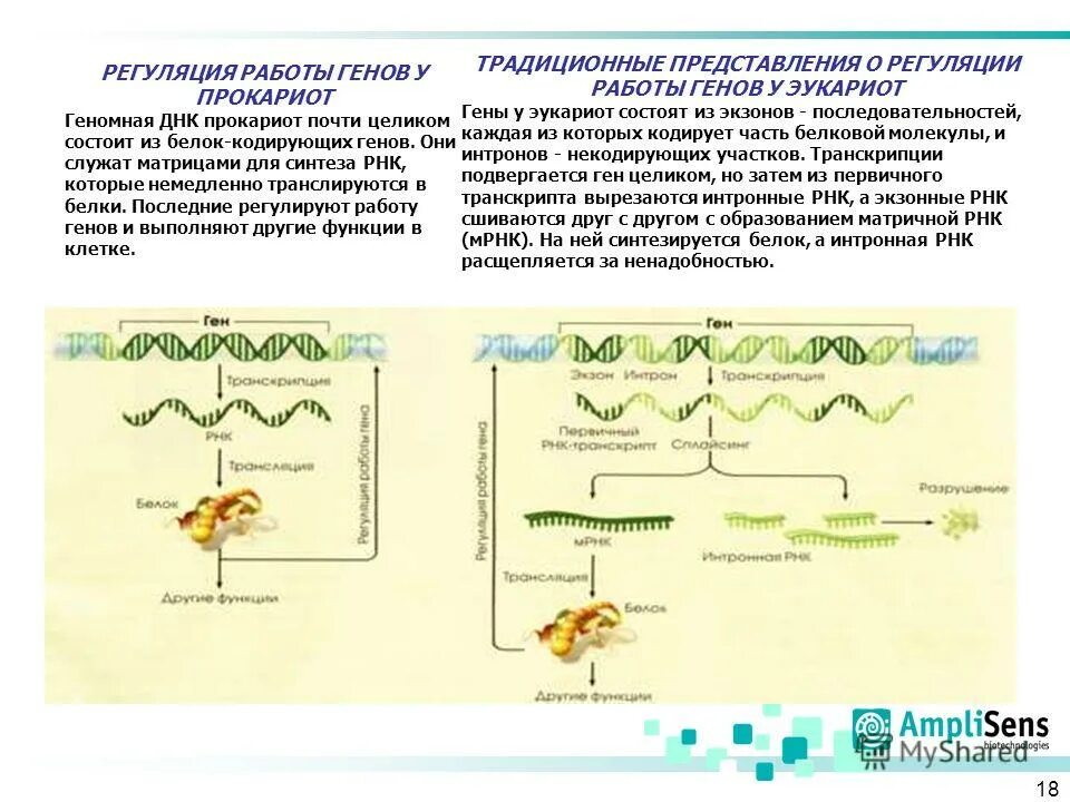 Экспрессия прокариот