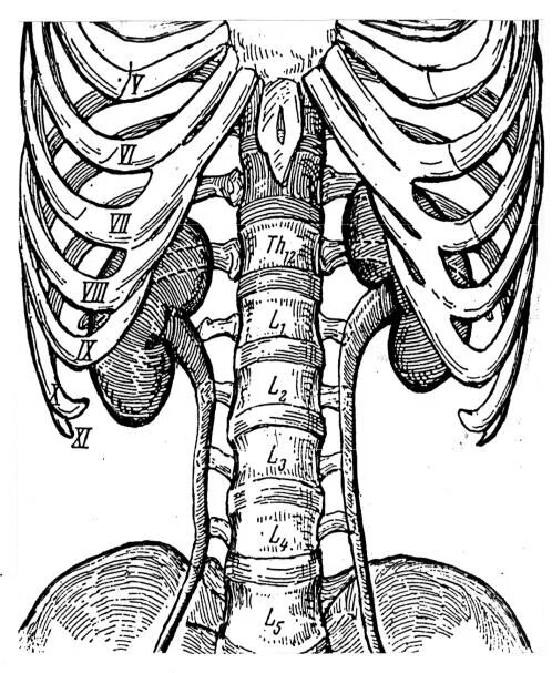 Синтопия мочеточника. Топография почки скелетотопия. Топография почек синтопия. Мочеточник скелетотопия голотопия. Топография мочеточника скелетотопия.