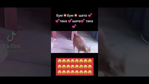 Бум бум шака така