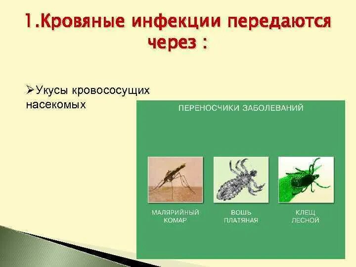 Инфекции через насекомых. Укусы кровососущих насекомых. кровососущее насекомое название. заболевания передающиеся через укусы насекомых. болезни от кровососущие насекомые.