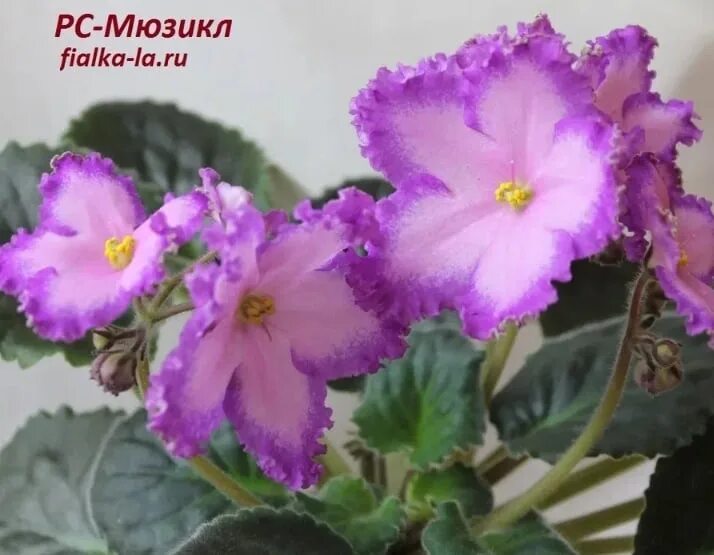 Фиалка рс мюзикл. Сенполия мюзикл. Рс мюзикл. Фиалка рс дискотека. Фиалка рс мюзикл.