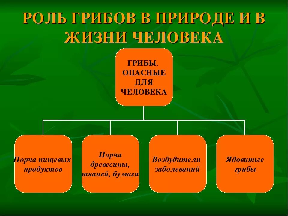 Роль грибов в природе и жизни человека - грибы собираем