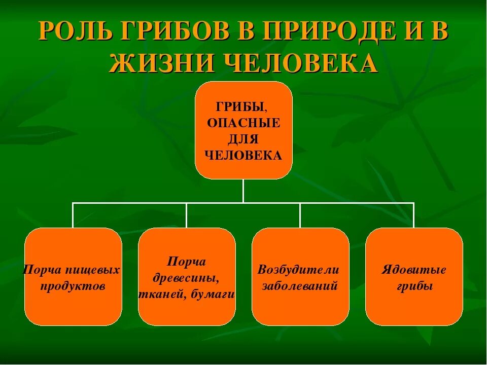 Роль грибов 5 класс биология. Роль грибов в природе и для человека 5 класс биология. Роль грибов в природе 5 класс биология. Роль грибов в природе 5 класс биология схема.