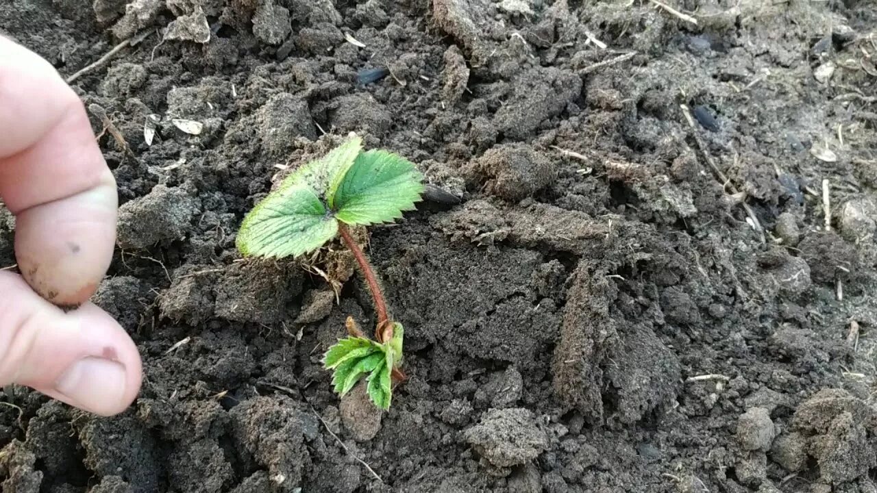 Клубника уход весной после зимы в подмосковье. Клубника после зимы. Земляника после зимы. Клубника ранней весной. Взошла клубника после зимы.