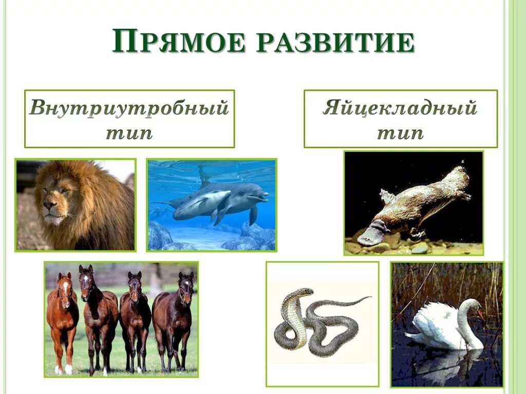 Характеристика прямого развития животных. Прямое развитие. Прямое развитие животных. Прямой Тип развития. Прямое развитие примеры.