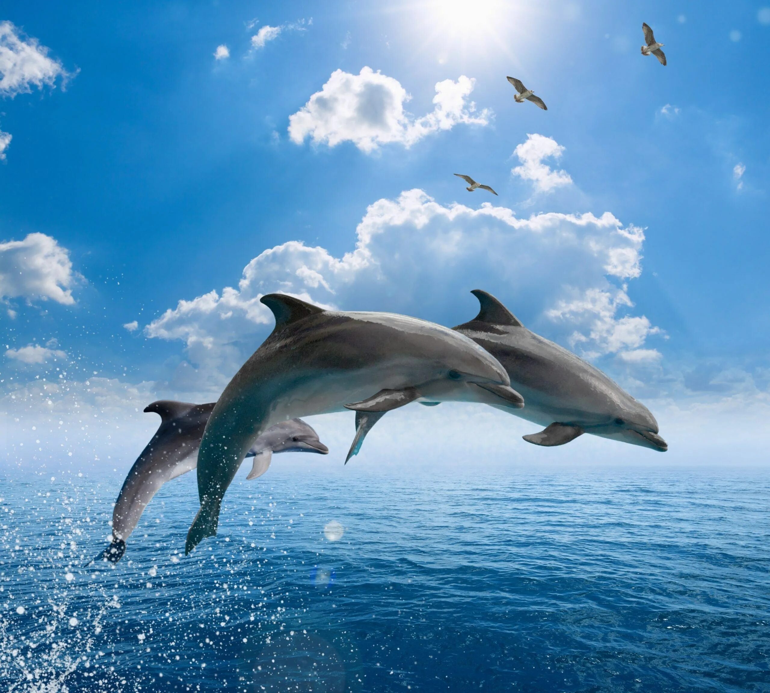 Дельфин в море. Морской дельфин. Черноморская афалина стая. Дельфин-афалина. Дельфины в море.