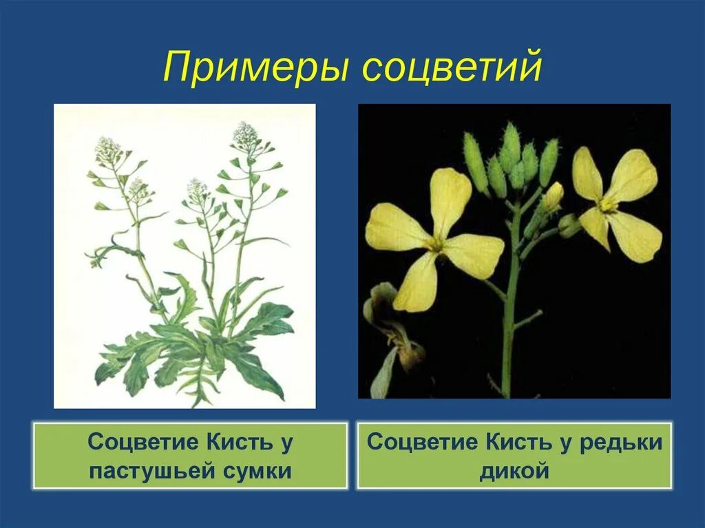 Редька Дикая семейство крестоцветные. Семейство крестоцветные соцветие. Соцветие крестоцветных. Пастушья сумка семейство крестоцветные. Растения семейства крестоцветные соцветие