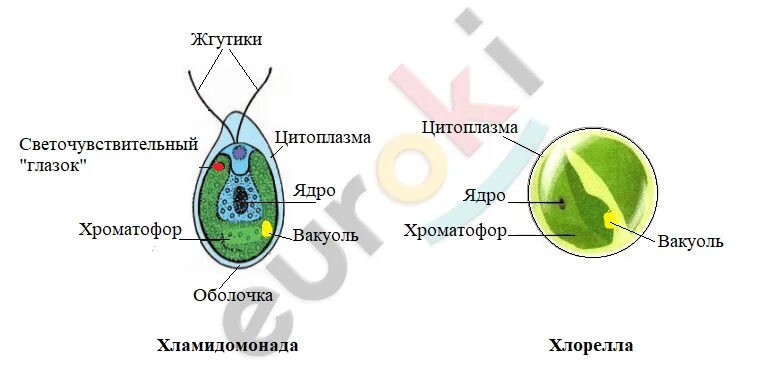 Строения водорослей лабораторная работа