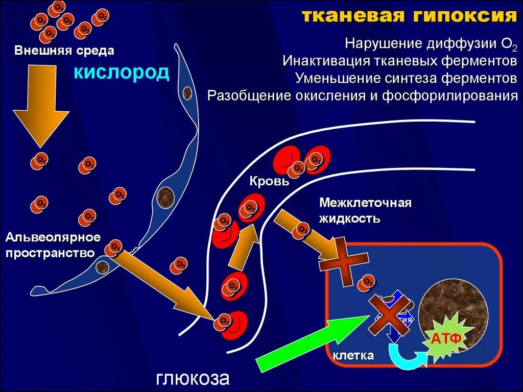 Тканевая гипоксия. Тканевая гипоксия проявления. Гипоксическая гипоксия. Тканевая гипоксия симптомы. Голод клеток