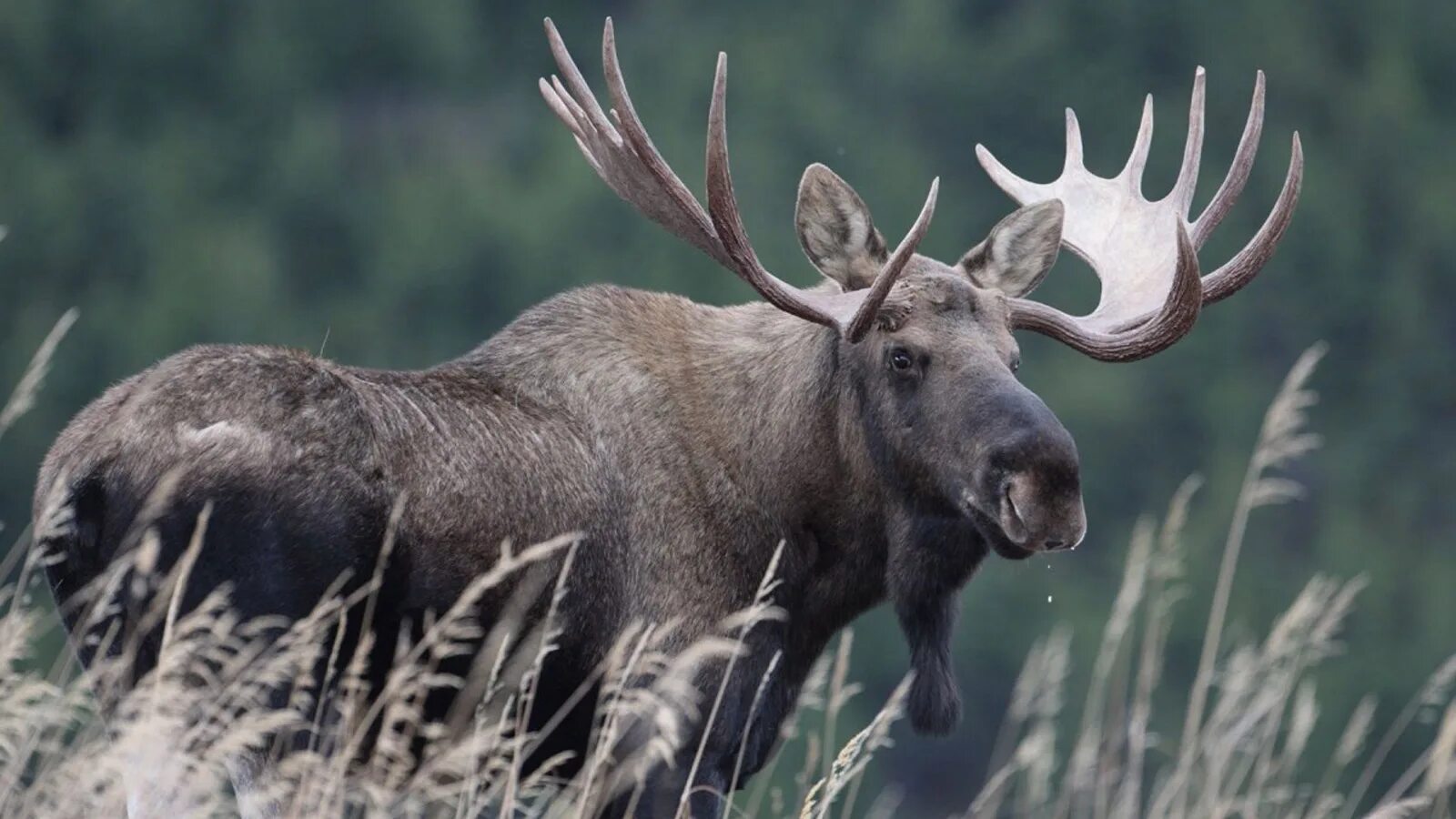 Лоси в америке. Лось alces. Американский Лось Северной Америки. Североамериканский Лось. Европейский Лось alces alces.