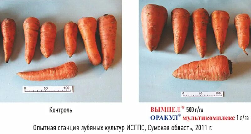Корнеплодный труженик 12. Корнеплоды — петрушка, сельдерей, пастернак, брюква;. Корнеплодный труженик 12. Корнеплодный труженик 12. Сладкий корень.